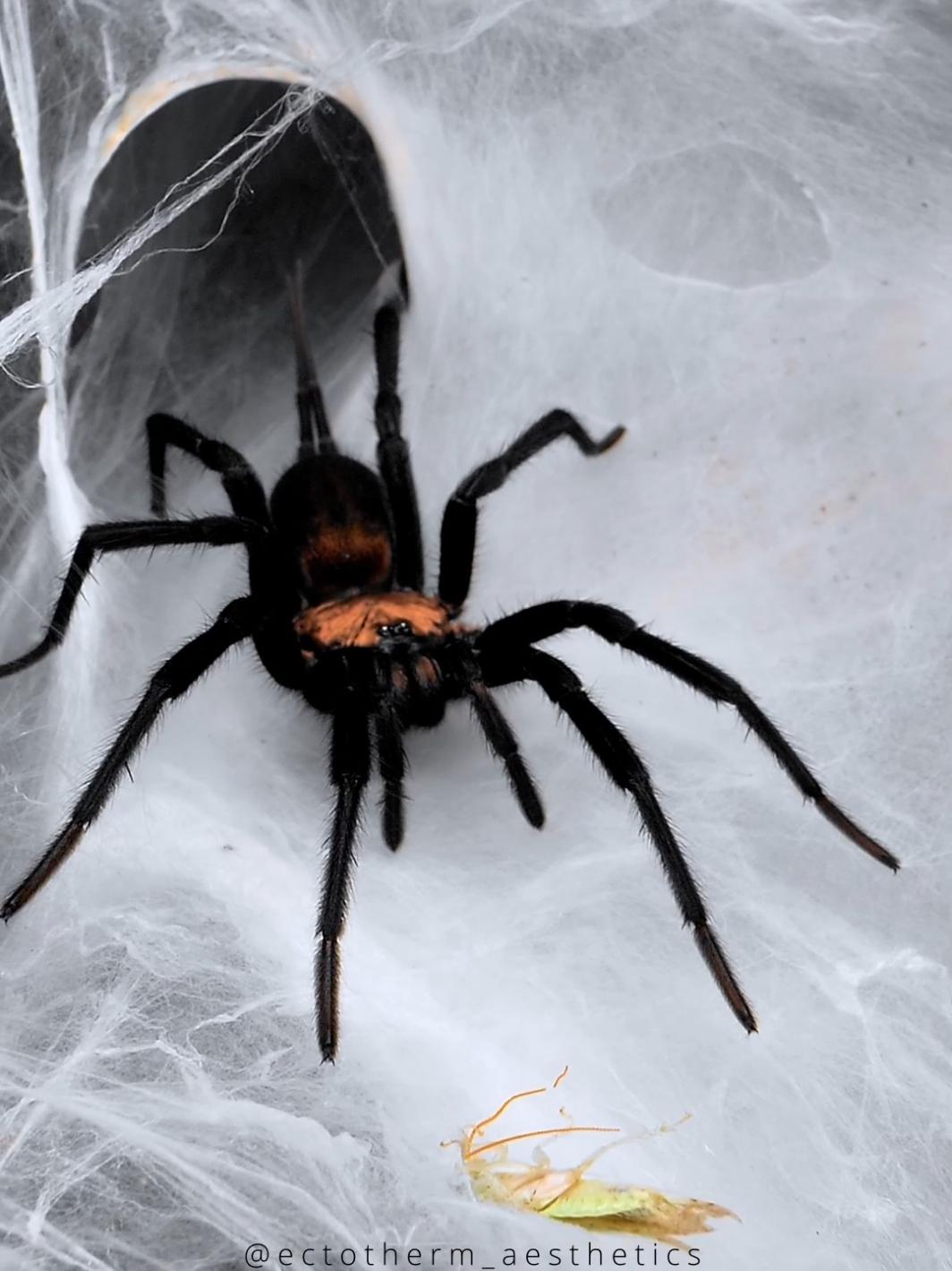 Colombian curtain web spider in action  Linothele sericata feeding #spider #spidersoftiktok #viral #PetsOfTikTok #funnelwebspider #spiderfeeding #linothele 