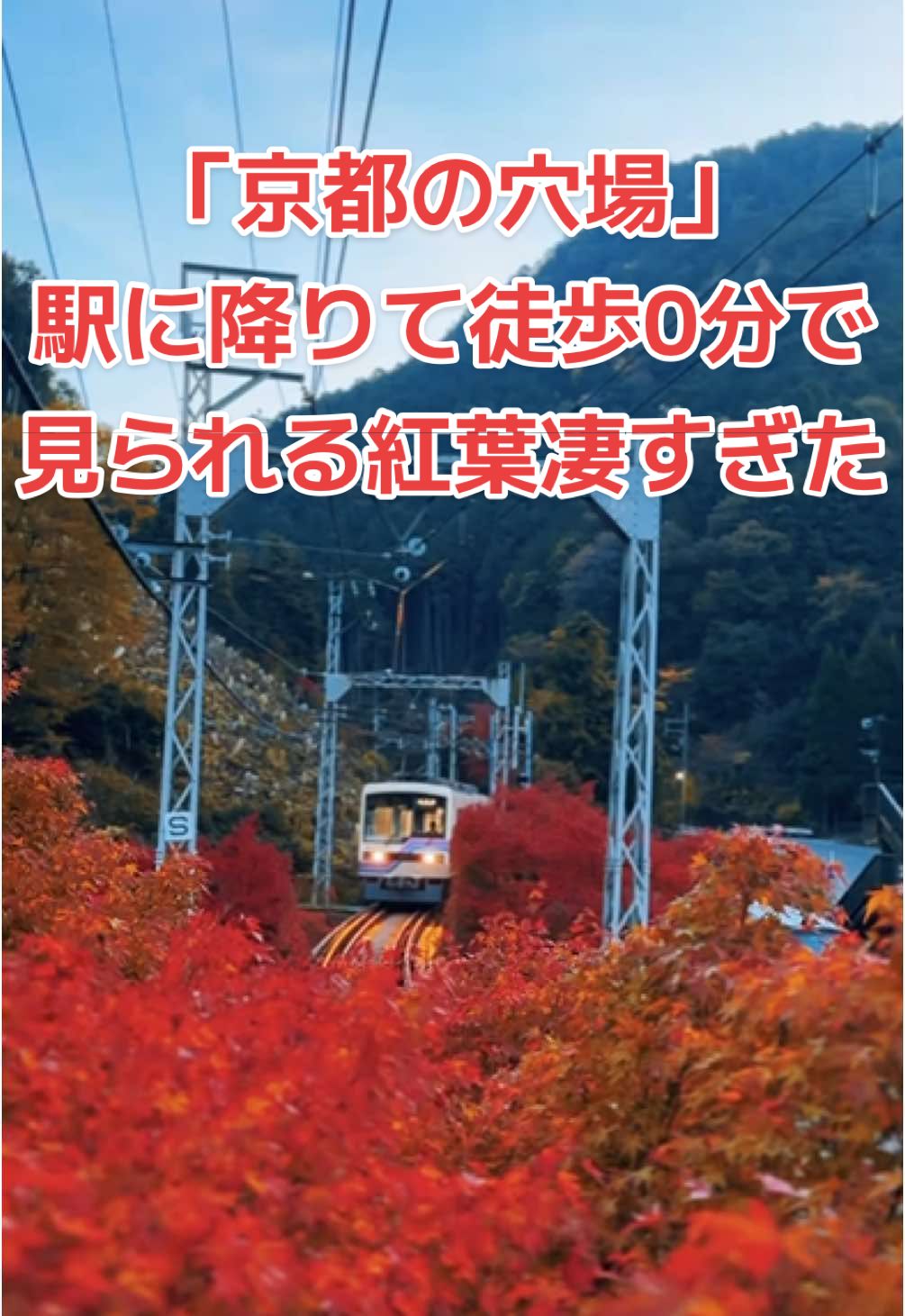 2024.11.20朝6時に撮影しました🍁 貴船神社の最寄駅である貴船口駅前はかなり色づいていました。 今週末はかなり綺麗に見られそうです！ #旅行 #ドライブ #ライトアップ #家族旅行 #holiday #紅葉スポット #旅行好きな人と繋がりたい #紅葉狩り #japantour #japanculture #tripjapan #kyoto #kyototravel #叡山電鉄 #紅葉 #もみじ #楓 #お出かけ #旅好きな人と繋がりたい #京都 #貴船神社 #貴船口駅 #鉄道好きな人と繋がりたい #駅 #旅游 #autumn #naturelover #鳥居 #自然 #自然界隈 #朝活 #朝のルーティン #田舎の風景 #日本の風景 #田舎の景色 #貴船神社 