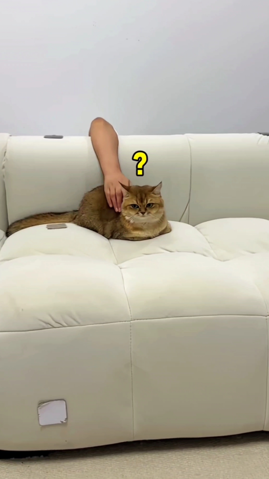 even after the person left, the hand was still there that he didn't dare to get on the sofa anymore  cr: 安东尼有只猫 (douyin) #cat #catsoftiktok #fyp 