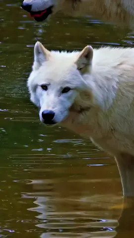 Check out this beautiful white wolf getting a drink! These wolves can survive -70°F temperatures. Fun Fact: White wolves have twice as much fur as timber wolves! #WhiteWolf #ArcticLife #WolfFacts