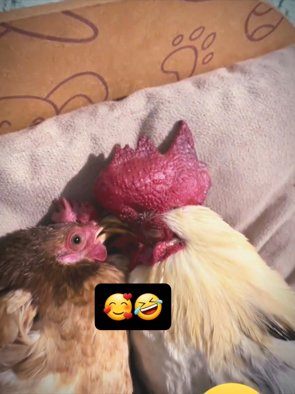 So cute lovely Rooster video 🥰 #rooster #lovely  #fun #funny  #comedia  #viralfyp #cute  #laugh #videos  #viralvideos  #funnyvideos 