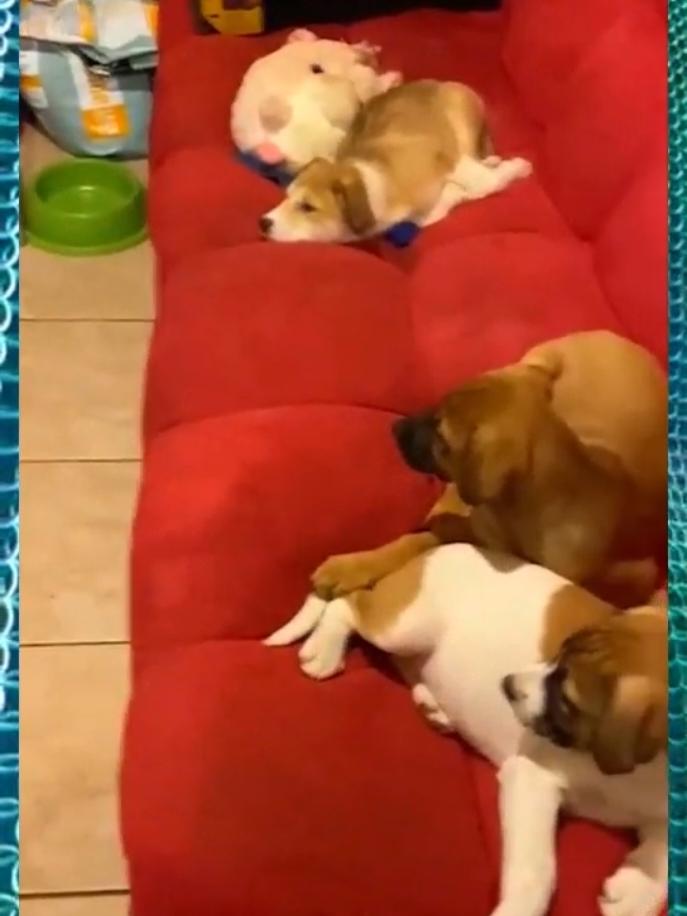 Dogs Watching Cartoons 😂😂 #cute #funnydogs #cuteanimals #funnyvideos #foryou 