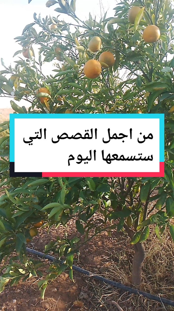 من اجمل القصص التي ستسمعها اليوم#الهم_صلي_على_محمد_وأل_محمد #اللهم_صلي_على_نبينا_محمد #الشعب_الصيني_ماله_حل😂😂 #المغرب🇲🇦تونس🇹🇳الجزائر🇩🇿 #فرنسا🇨🇵_بلجيكا🇧🇪_المانيا🇩🇪_اسبانيا🇪🇸 #🇨🇵françe🇫🇷 #🇩🇿rayan🇩🇿 #اكسبلور #ترند #كل #ضحك #تلاوة_خاشعة #قصص_واقعية #دعاء #قران 