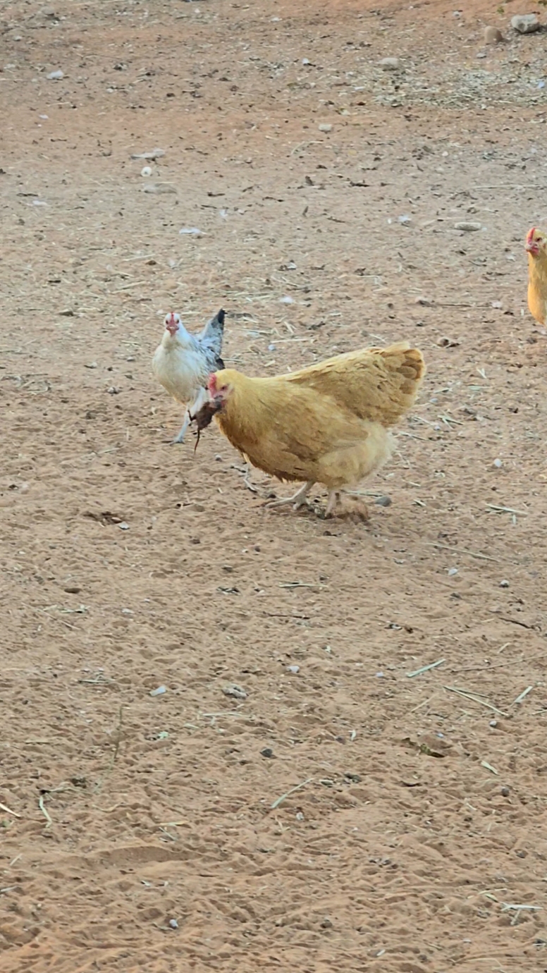 They are all little dinosaurs.#chooks  #chickens #chiken #chicken #birds #poultry #Pestcontrol #hen #hens #birdlife #farmlife #funnyanimals #🤯 #😳 #🐔 #🐓 #funnyanimals #pollo #pollos #birdsoftiktok #farm 