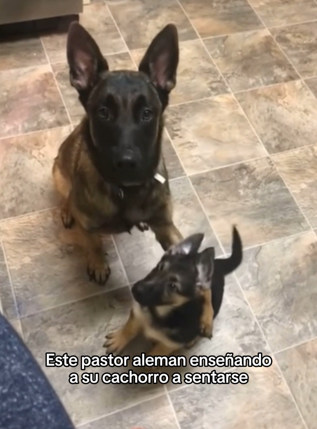 Ellos son tan puros #wholesome #animals #animales #mascotas #viral #fyp 