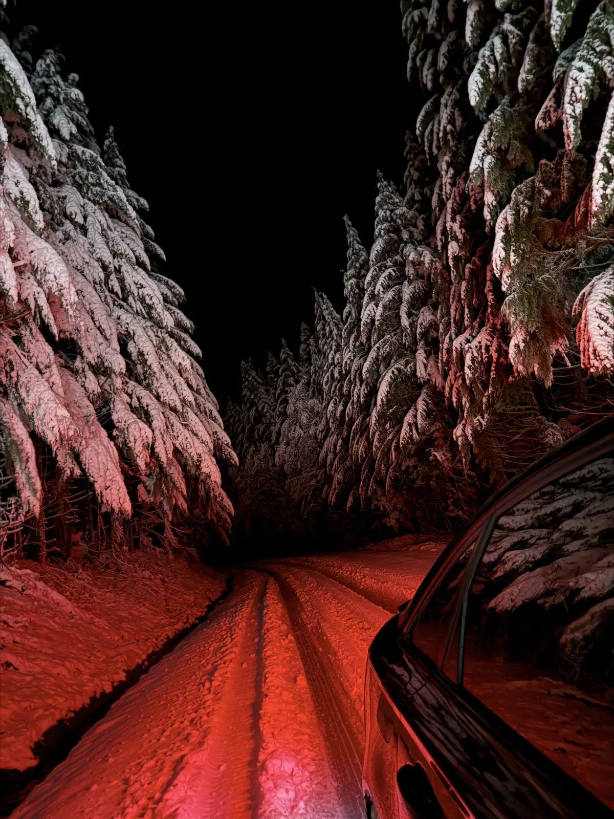 #snowy #night #forest #state #washington #unitedstates 