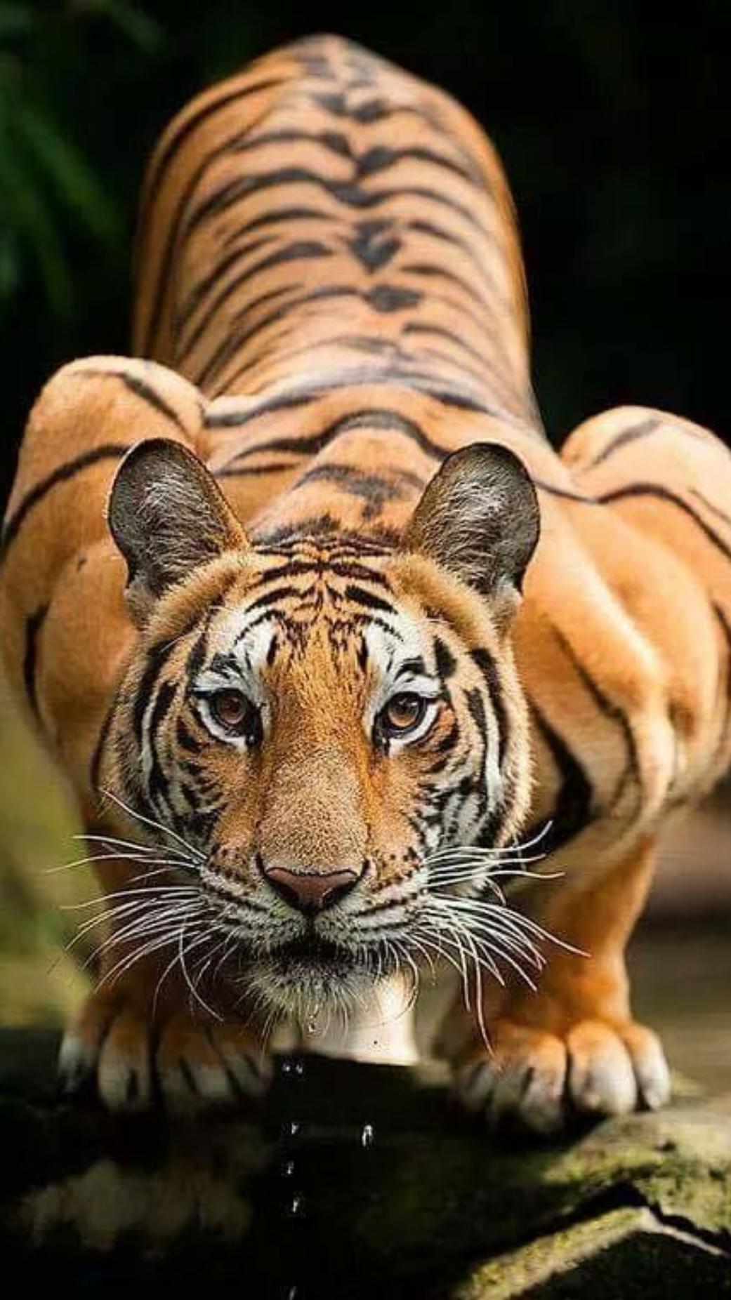 Staring at it, you can see the cheese in your heart. #Magic Monsters in TikTok #Tigers #Wild Animals Zero Distance  #VERY_COOL #TIKTOK #fyppppppppppppppppppppppp #fyp #very_cool #amazing #video #foryou #tiger 