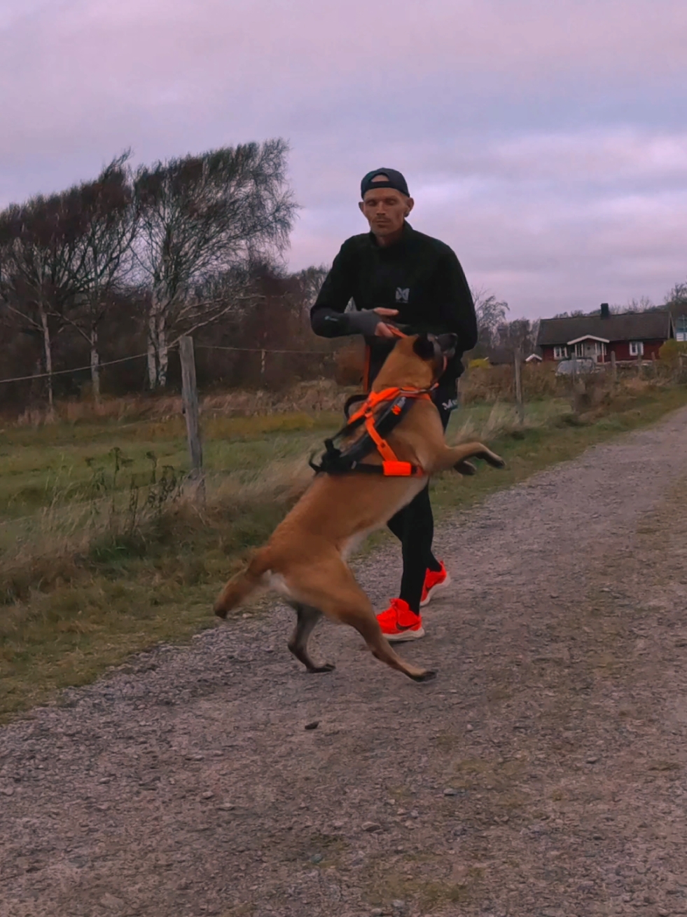 No time to wait🔥 #malinois #dog #energy #galen #runner #sport #löpning #canicross #fyp #fördig #fy 