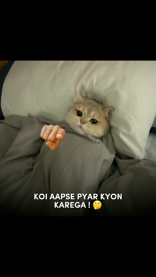 KOI AAPSE PYAR KYON KAREGA ! 😭 #fyppppppppppppppppppppppp #foryou #foryoupage #viral #viralvideo #capcut #ibrahim_meow #ibi #cats 