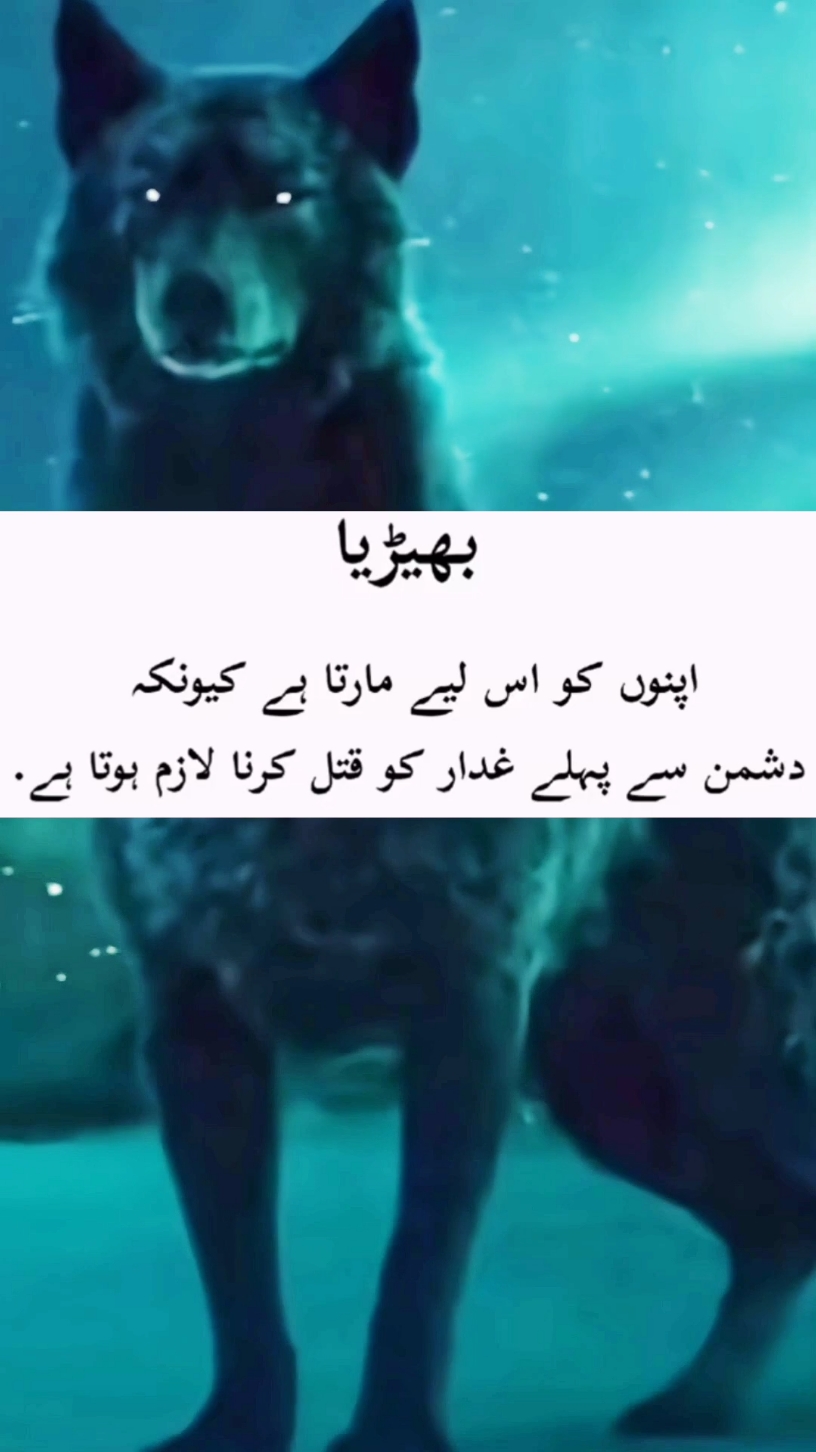 #plzunfrezemyaccount #viraltiktok #wolf #tiktokofficial #pktiktokofficial 