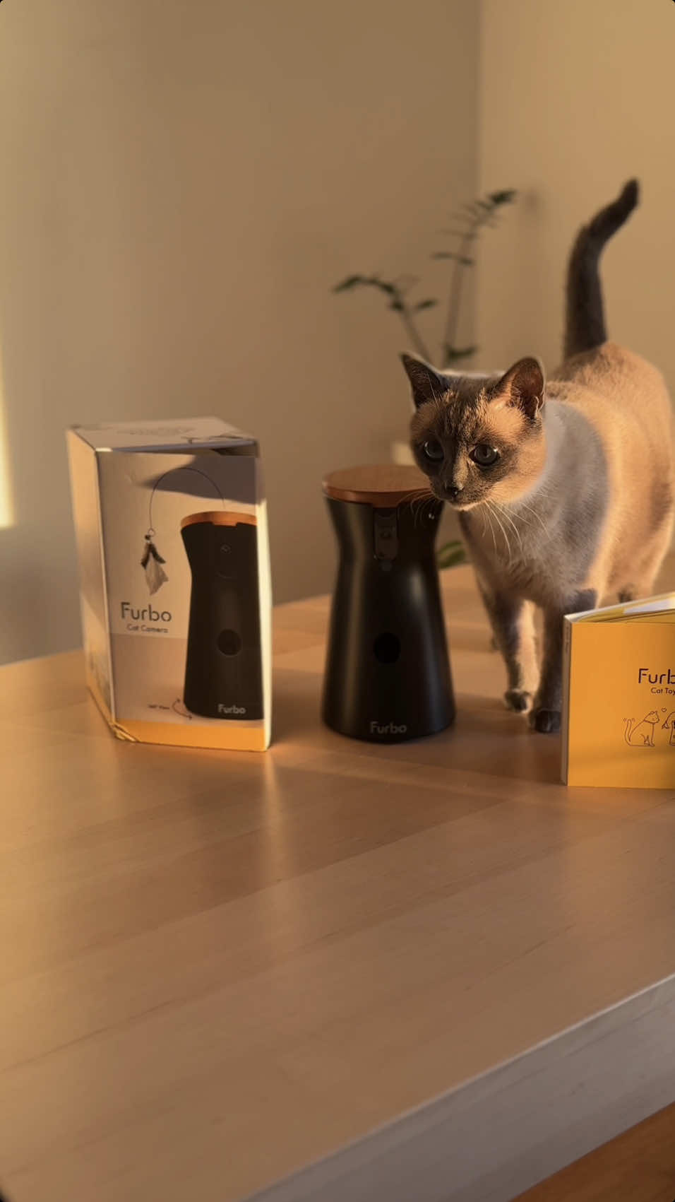 💛 Prêt à espionner Sunny avec moi ? 👀😺 ahah  Mon nouvel allier pour veiller sur Sunny  : la caméra Furbo 360° Entre le lancer de friandises, le jouet à plume, les notifications en temps réel et les fonctionnalités Furbo Nanny, c’est le combo parfait pour la surveiller lorsque je ne suis pas chez moi. 📢 Bon Plan Offre Black Friday : Commandez votre Caméra Furbo 360° pour seulement 49€ sur Amazon (avec la souscription à Furbo Nanny à l’arrivée de votre commande). Une tranquillité d’esprit pour vous, un bonheur assuré pour eux 💕 📎 Lien dans ma bio  #Furbo360 #BlackFriday #PetLovers #HappyCat #petcare  #collaborationcommerciale