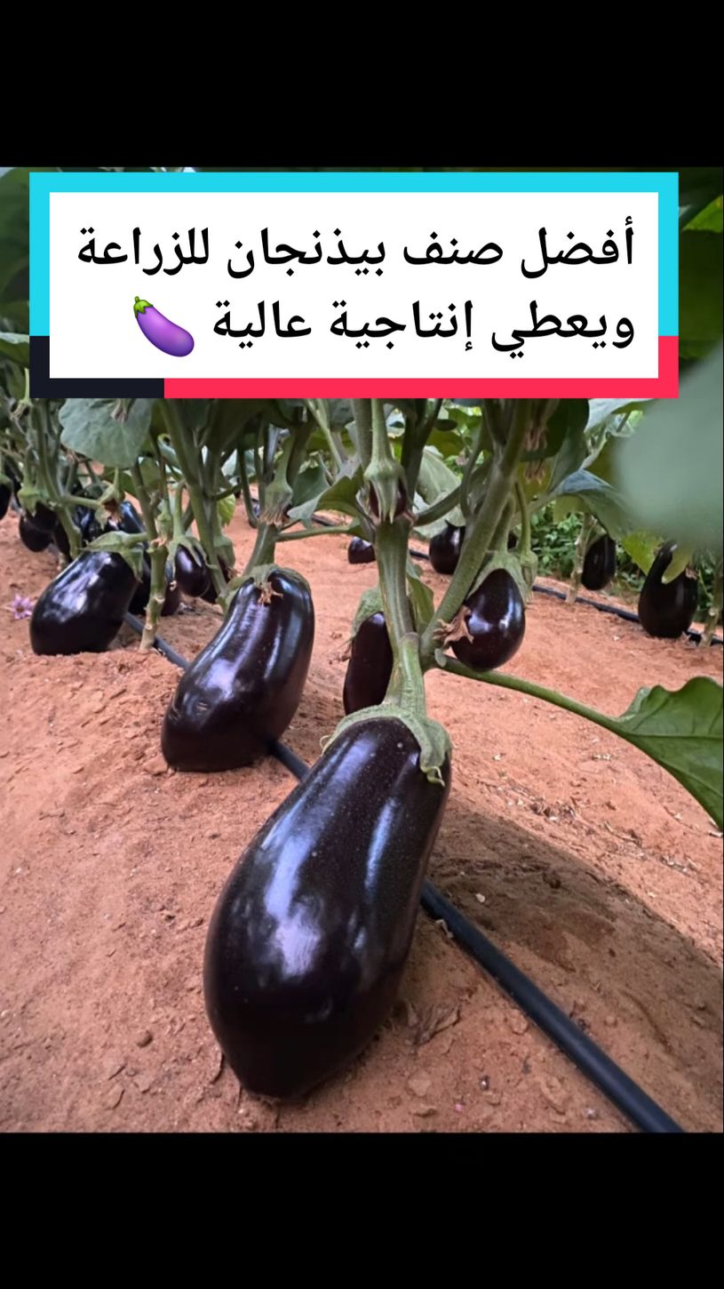 أفضل اصناف البيذنجان للزراعة ويعطي إنتاجية عالية داخل البيوت المحميه وخارج البيوت المحميه #عالم الزراعة مصطفى #عالم الزراعة #الزراعة السهلا #اسرار الزراعة #الزراعة المنزلية #زراعة البندوره #زراعة الخيار #زراعة الفاصوليا طريقة زراعة الشمام تسميد الشمام زراعة البطيخ الأصفر طريقت تسميد الخيار السمدة للخيار  طريقة صمد الخيار زريعه الخيار درجا ازي اسمد الخيار طريقة تسميد البيذنجان طريقة تسميد الفلفل طريقة تسميد البندوره طريقة زراعة امراض البندوره امراض الخيار امراض البيذنجان امراض الفلفل أسباب تصاقط ازهار #عالم الزراعة #الزراعة السهلا #اسرار الزراعة #الزراعة_البندورة #زراعة الخيار #طريقة زراعة البندوره #طريقة زراعة الخيار #طريقة زراعة الفلفل #طريقة زراعة البيذنجان #الزراعة المنزلية #زراعة الشمام #طريقة زراعة الشمام #زراعة البطيخ الأصفر #زراعة القمح #زراعة الشعير #طريقة زراعة القمح الصحيحه #طريقة تسميد الشعير