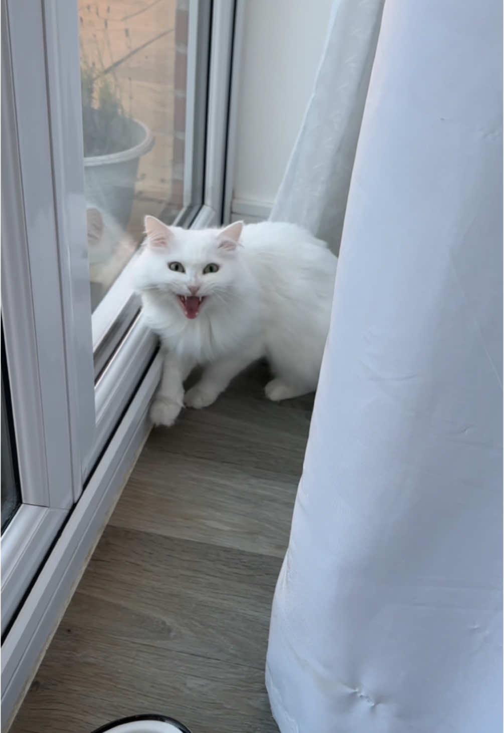 Big morning scream from Donut… I need to stop interrupting his window watching time 😂 #catsoftiktok #deafcat #funnyvideos #cute #catlife #goodmorning #fyp