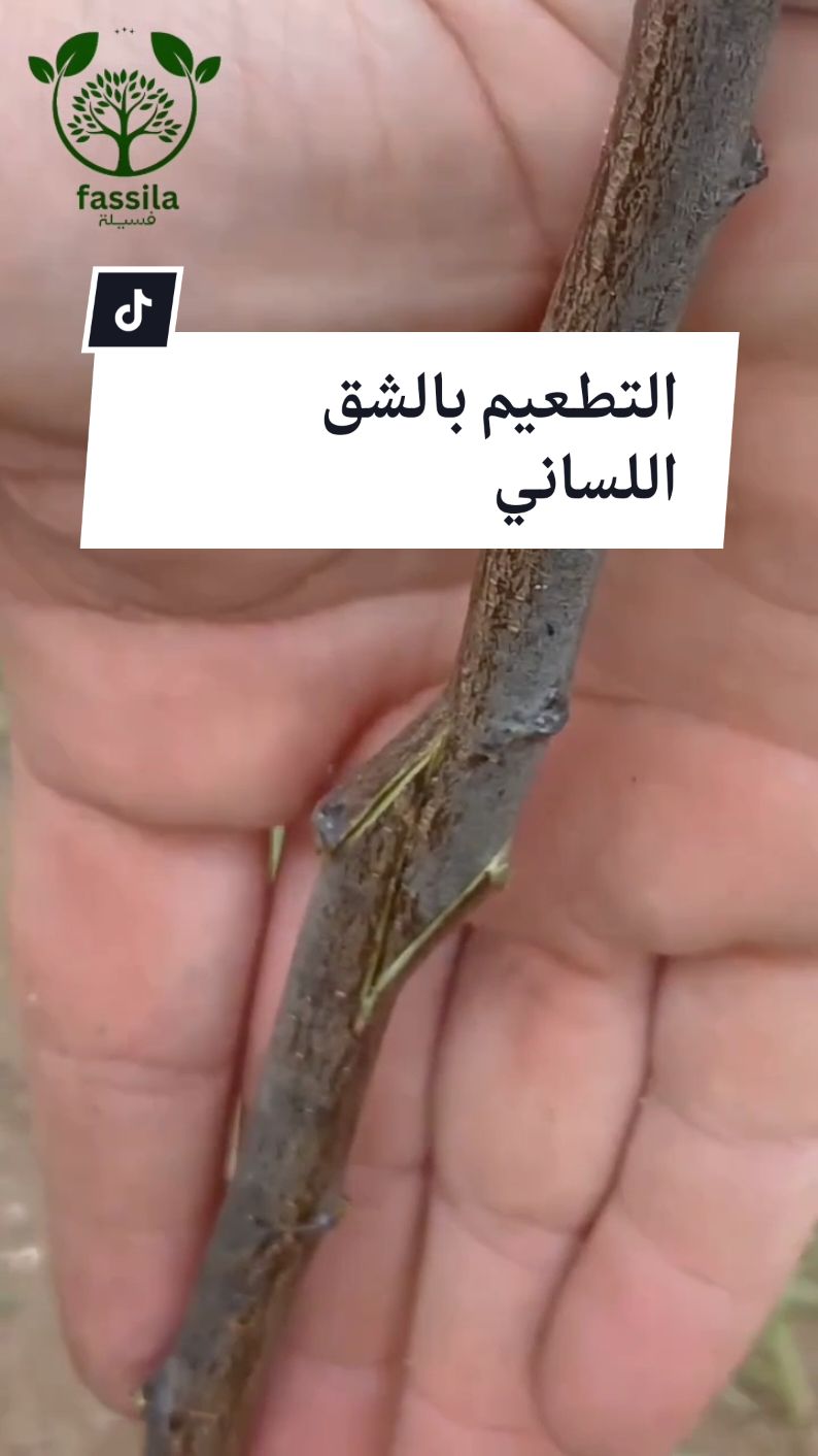 التطعيم بالشق اللساني معلومات مهمة حول طريقة و موعد التطعيم #graftingtips #grafting #graftingtechniques #التطعيم 