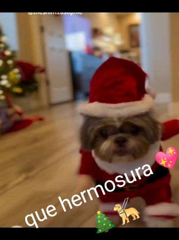 navidad con perritos 🎄🐕❤️🥰#mascotastiktok #mascotas 