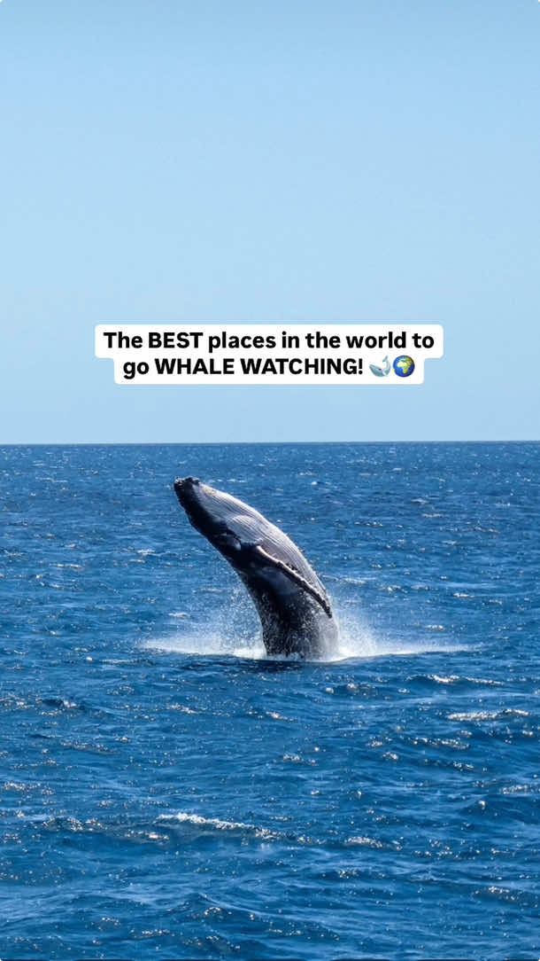 Where else would you add?! 🐋 #whalewatching #whalewatchingtours #wildlifeencounters #wildlifelovers #bucketlistexperience #bucketlistideas #whales 