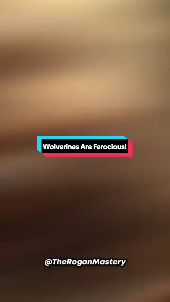 Wolverines Are Ferocious! #foryou #fyp #joerogan #wolf #wolves #wolfpack #wolverine