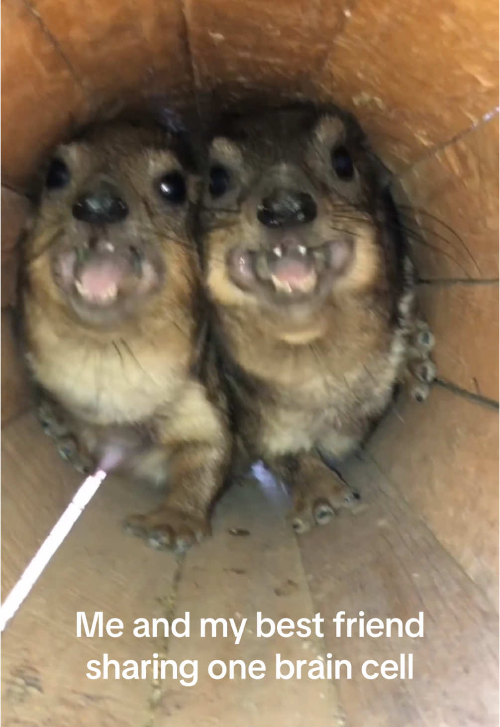 Two hyraxes screaming “waaaa” while huddled together  #hyrax #capybara #wawa #wildlife #animals 