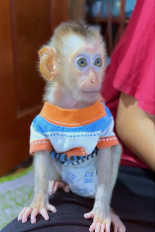 The naughty baby monkey #monkey #monkeys #monkeydluffy #babymonkey #cute #cutemonkey #wildlife #usa #monkeyface #wildanimals #animals #pet #foryou #cuteanimals #monkeybaby #monkeylover #poor #babyanimals #adorable #viral 