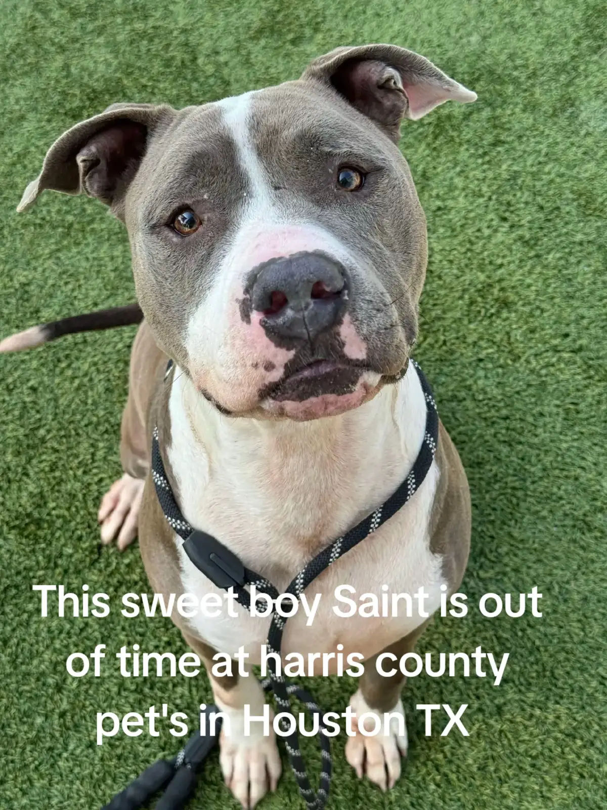 name Saint #A627077 2B07  Staff favourite. calm in his kennel.easy to leash. needs a little help leaning to walk properly on a leash. wasn't reactive walking past kennels. low to medium energy level. knows how to take treats nicely. whines for attention from his human. can be a little jumpy at times. gives couch potato vibes.has a loving and laid back personality. respond well when called.  likes to play fatch. he's a sweet and affectionate boy. If you are interested in adopting or fostering please fill out an application @Rescue Dog Army. Saint is located at Harris county pet's in Houston TX. out of state adoption is possible. #rescue #adopt #foster.