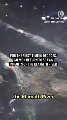 Salmon have officially returned to Oregon’s Klamath Basin for the first time in more than a century, months after the largest dam removal project in U.S. history freed hundreds of miles of the Klamath River near the California-Oregon border. The Oregon Department of Fish and Wildlife confirmed the news on Oct. 17, a day after its fish biologists identified a fall run of Chinook salmon in a tributary to the Klamath River above the former J.C. Boyle Dam, the department said. The fish likely traveled 230 miles from the Pacific Ocean, officials said, after four dams were removed to ensure their safe passage. Read more at the link in our bio. 📸: AP #salmon #salmonmigration #klamathriver #klamath #oregon #oregonwildlife #wildlife #theoregonian