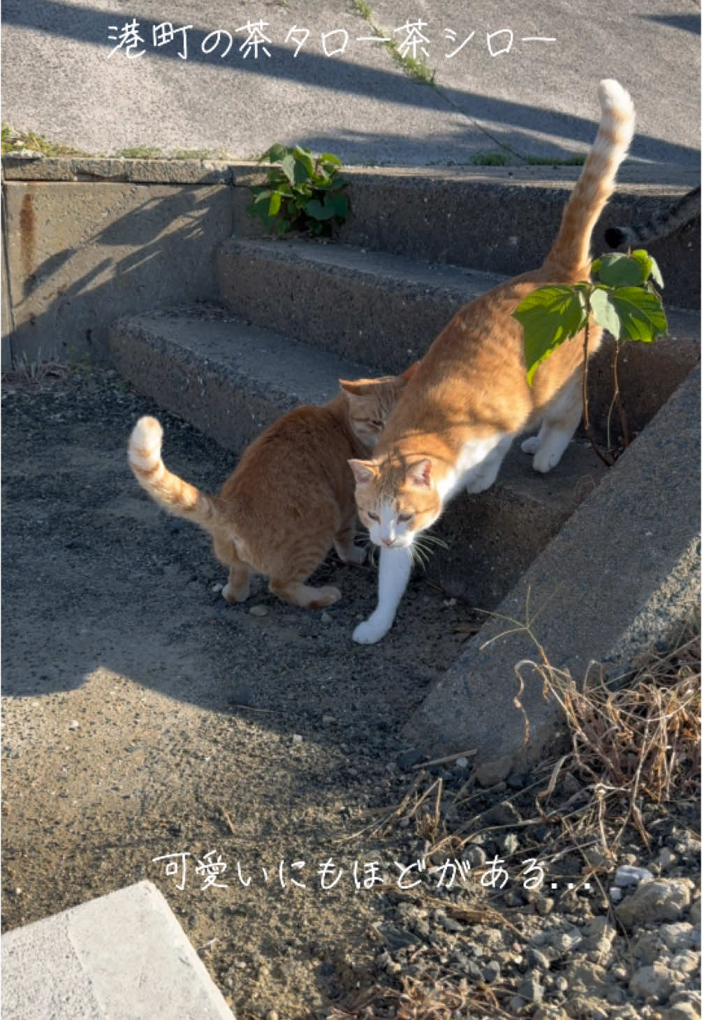 可愛いにもほどがある… 港町の茶タロー茶シロー #猫好き #癒し #地域猫  #可愛い猫 #可愛い動物  #にゃんにゃん #cute #アイドル  #ねこ #にゃんこ #茶トラ #茶白  #catsoftiktok #cat #キジトラ  #猫の動画 #茶太郎 #茶シロー  #可愛いにもほどがある  #最強猫