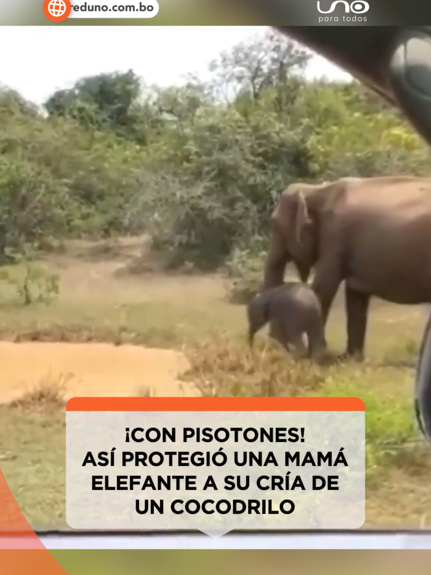 #Internacional · Un usuario registró el momento en el que una mamá elefante echa a pisotones a un cocodrilo de la 'piscina' en la que su cría tomaba un refrescante baño. Visita reduno.com.bo Vía: RRSS #RedUno #Animales #Elefante