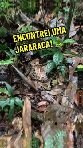 Qual seria sua reação ao encontrar uma JARARACA?! Imagina só ter um encontro desses e ter esquecido o cartão de memória! 🥲 #biologia #herpetology #jararaca 