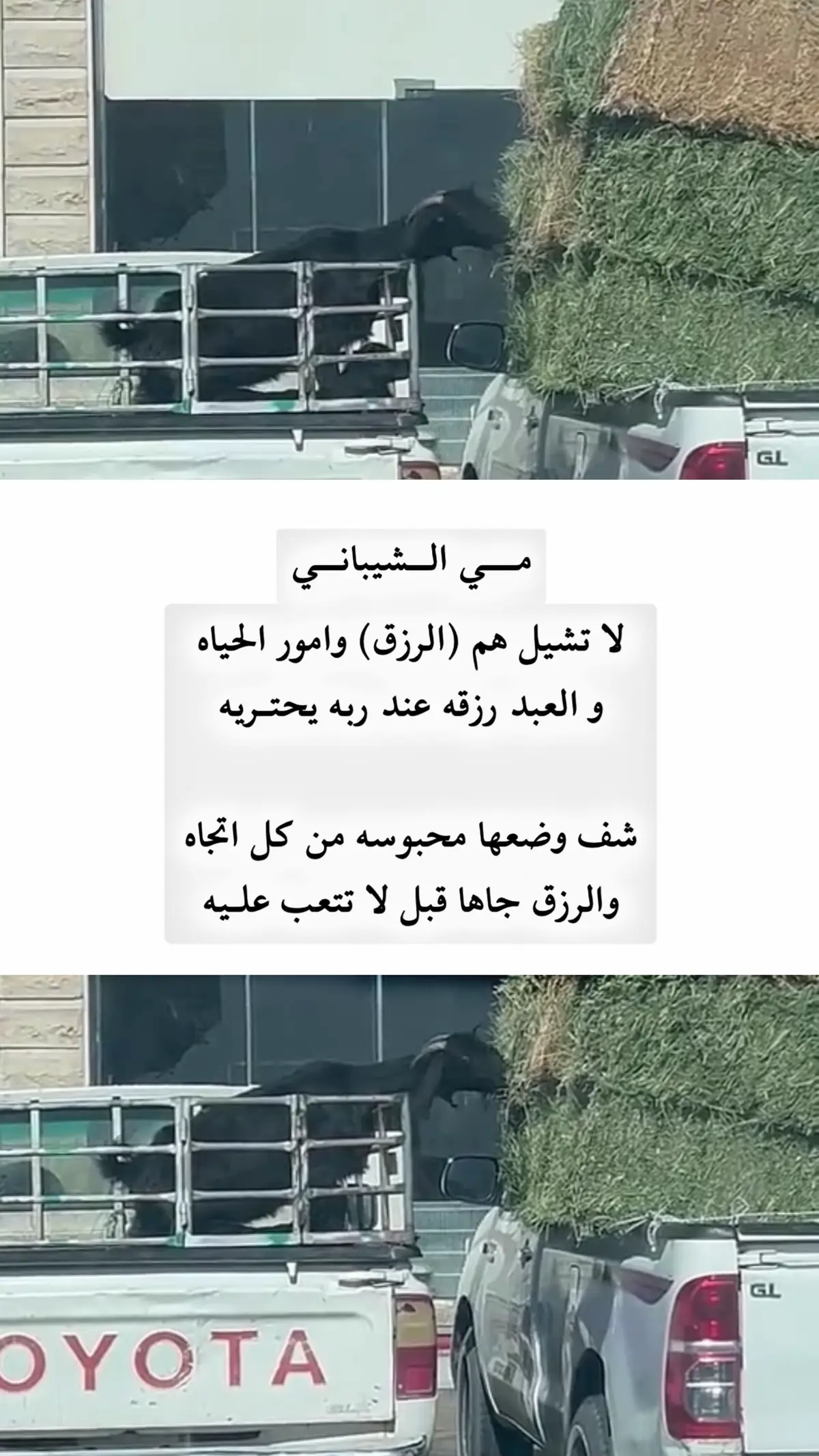 شف وضعها محبوسه من كل اتجاه 🥺💔.                                          #اكسبلور #مي #مي_الشيباني #ترند #تيك_توك #قصيد #y #you 