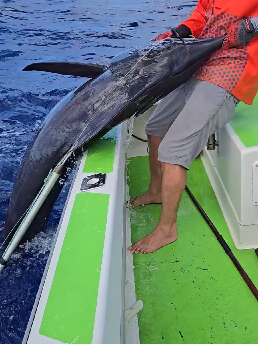 Hooked on sustainability! 🎣 As one of the few artisanal commercial fishermen on the island, I catch marlin one at a time with zero bycatch. Every fish I reel in means less we have to import from the commercial giants that harm our oceans. 🌊 . . . . . . . . . #commercialfishing #eatwhatyoucatch #fishing #fish #ocean #fyp #fypシ #marlin #happy #Love #Summer #bluemarlin 