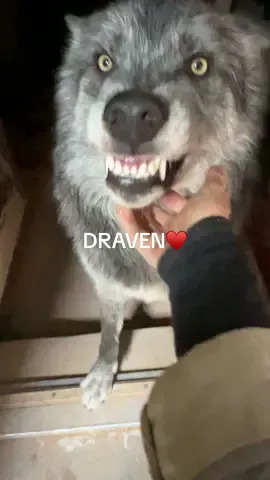 Draven loves empty containers and he desperately wants to steal my bucket. Hes so cute. Always so incredibly gentle with me🥰.           #foryoupage #fyp #keeperofthewolves #packpeculiar #wolf #wolves #mywolfpack #wolfdogsoftiktok #beautifulwolfdogs #draven 