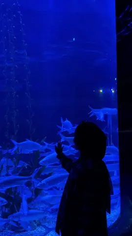 🐠🐟🐙✨