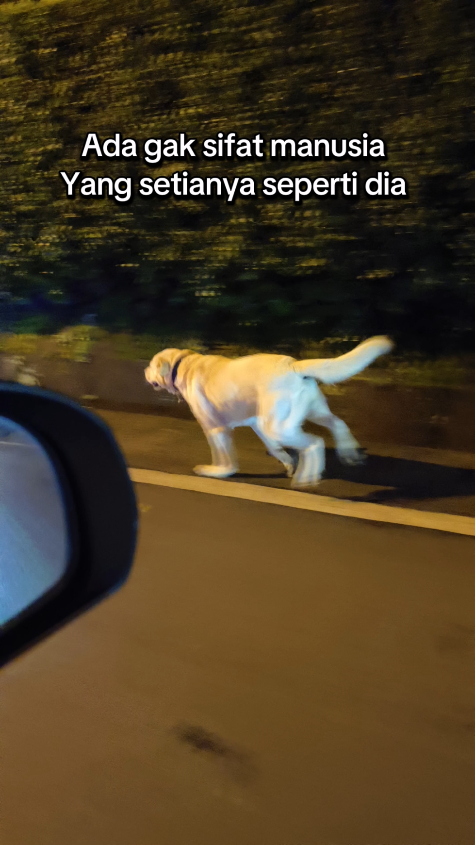 Ada ga sifat manusia yang setianya seperti dia Banyak di benci dan di katain najis Tapi tetap setia #kesetiaananjing #dogsoftiktok #doglove 