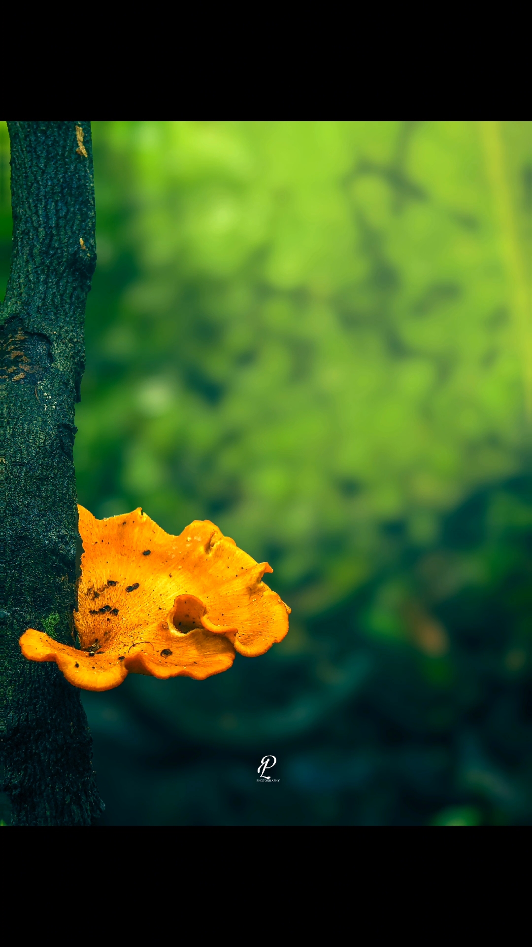 mobile photography 🍄 #sony #SonyXperia #5iii #sonyxz3 #mobile #mobilephotography #photography #nature #naturephotography #lightroommobile #capcut #capcutedit