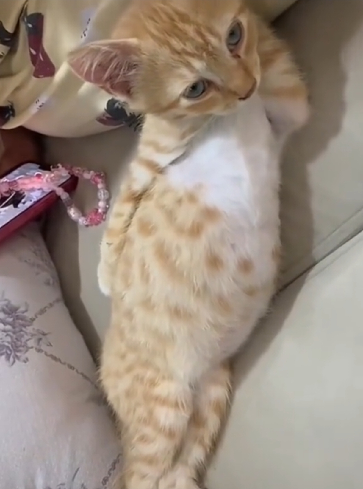 Haha, what a round and chubby belly 🤣🤣 #cat #cats #pet #pets #kitten #kitty #kittycat #meow #kucing #kucinggemoy #kucingoren #kucinglucu #kucingtiktok #catsoftiktok #PetsOfTikTok #catlover #petlover #cattok #fyp #fypage #fyppppppppppppppppppppppp #viral #foryou #foryoupage #tiktok #cute #cutecat #adorable #comel #lucu #Love #lovely #funny #hilarious #babycat #anakkucing 