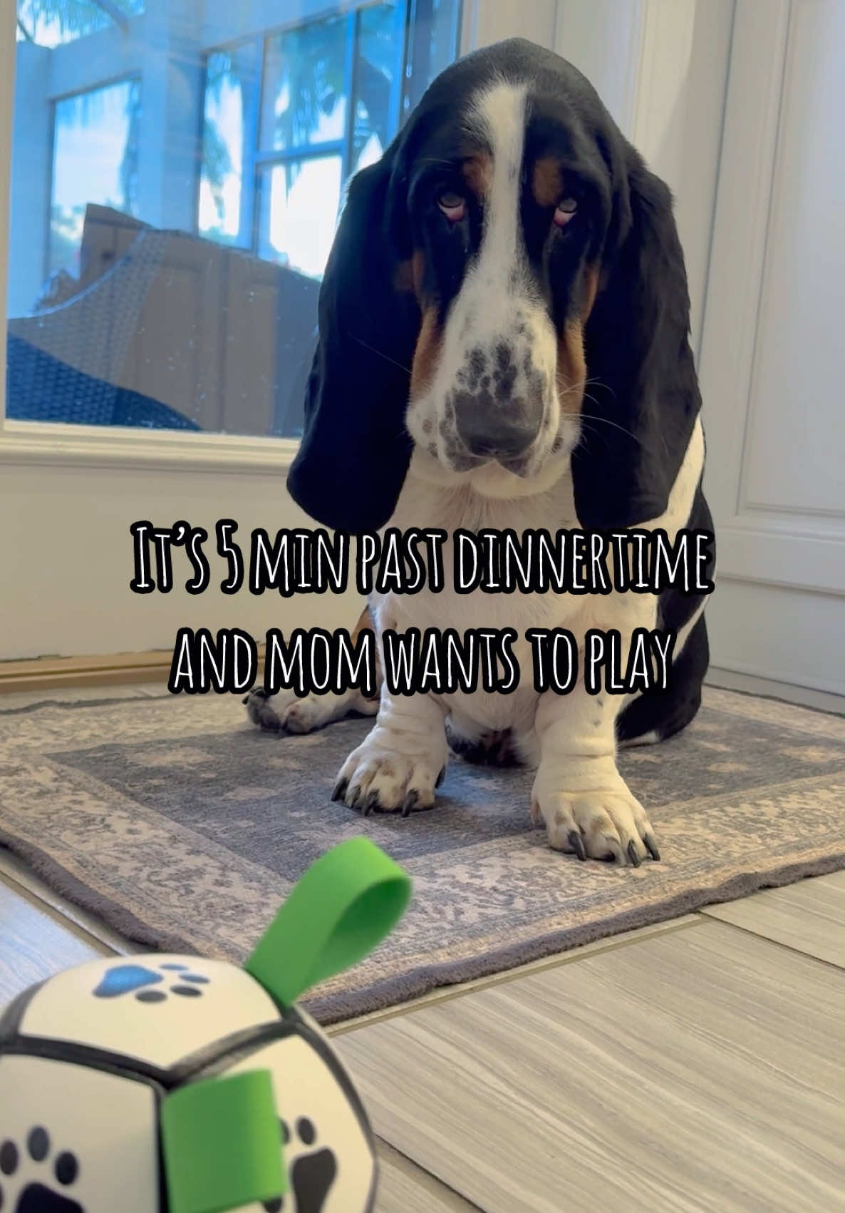 I cannot even believe she forgot dinnertime! The nerve… #dogsoftiktok #dogs #bassethound #funnydogs 