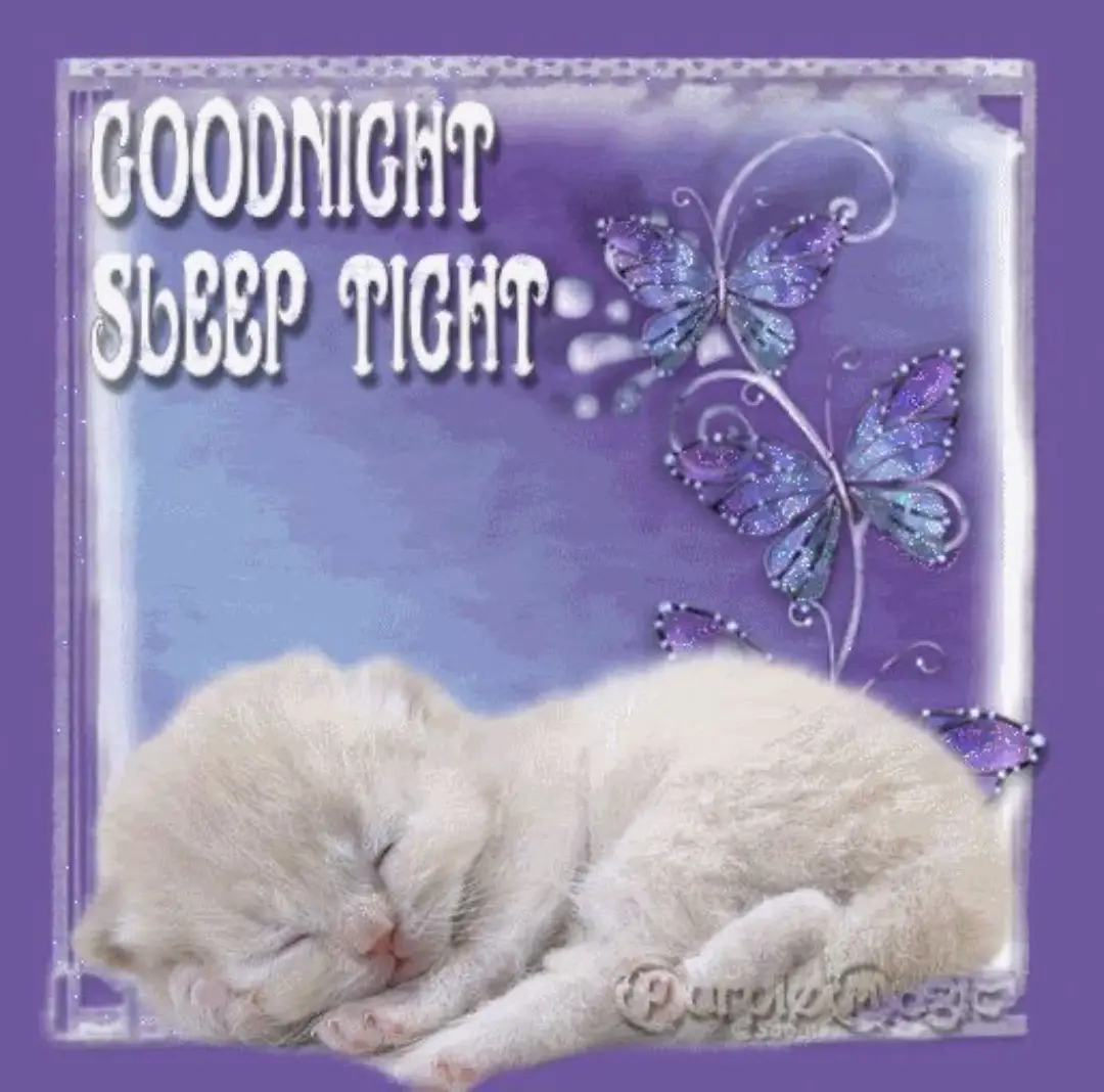 Nightnightnightnigjynigjtnithtbigtnightnight #targetaudience #goodnight #sweetdreams #cats 