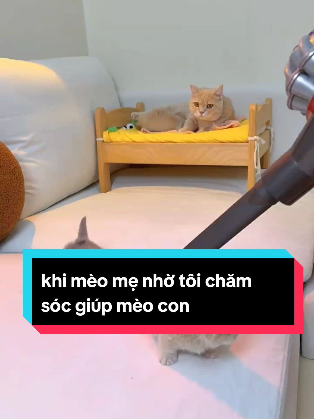 khi mèo mẹ nhờ tôi chăm sóc giúp mèo con #mèo #meow #mèocam #dễthương #đángyêu #xuhuong #trending #thinhhanh 