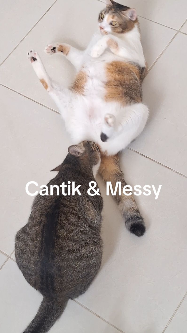 Opss🐱🐱😅😂 #kucing #kucinglucu #kucingtiktok #cats #catlovers #funnyvideos #fyp 