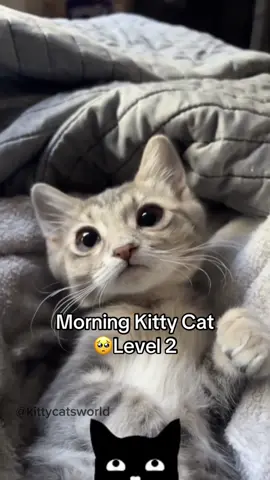 I love every cat. #catsoftiktok #catlover #cutecats #kitten 