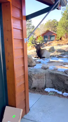 Normally our packages are dropped off at our front door. Fortunately this guy was kind enough to guard our new laptop until I could grab it. Notice he raised his lip at me! #Photography #wildlife #nature #colorado #goodbull #elk #bullelk #fedex #porchpirates #guarddog #estespark 