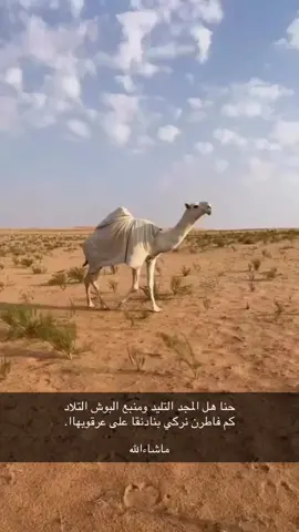 رهاجه #البل #رهاجات🔥 #الفرده🌪 #الابل_عطايا_الله_عشاق_البداوة_🐪😍 #ابن حيلان #الفريدي 