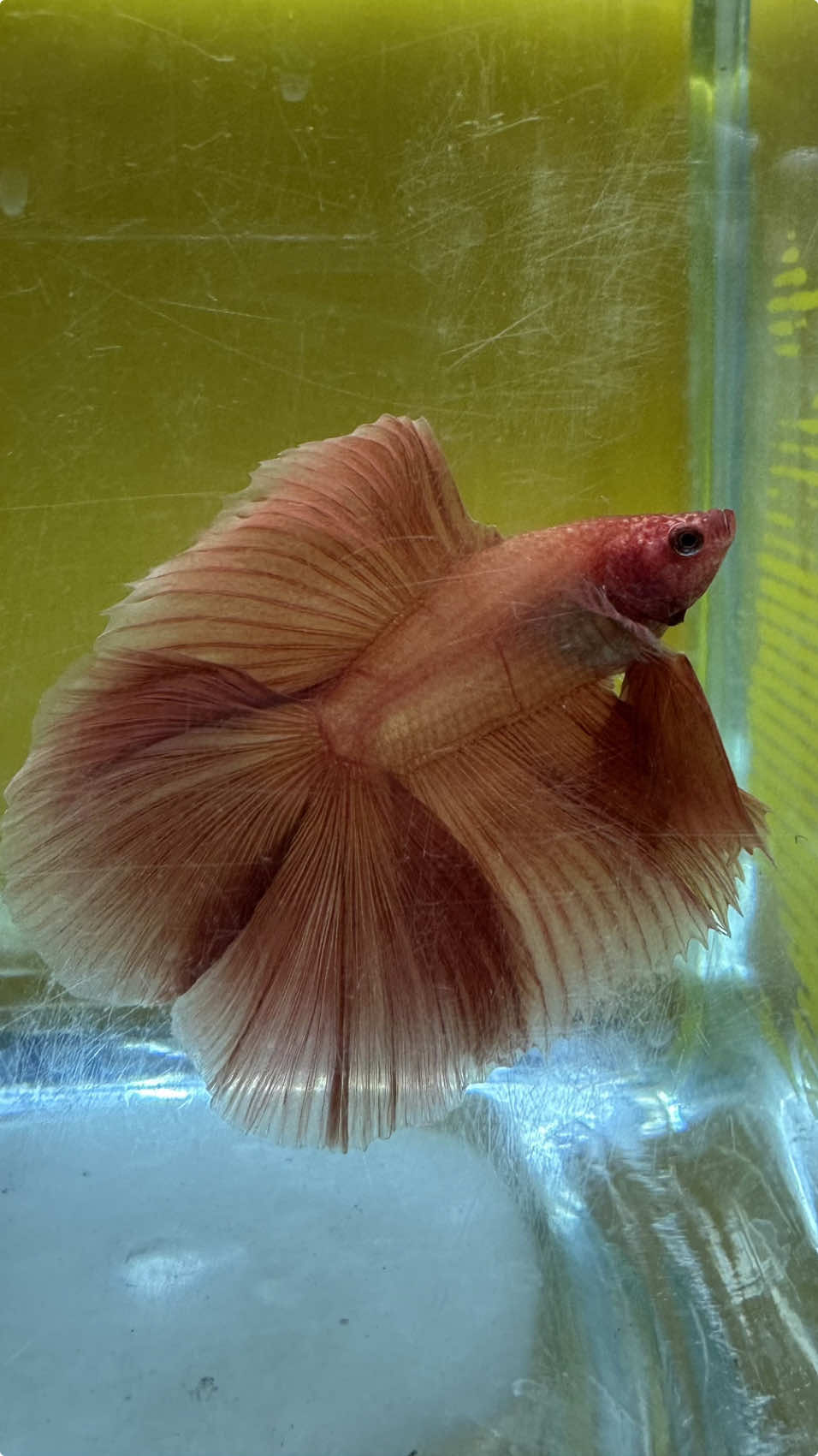 Reguler doubletail halfmoon light solid orange • • #cupang #cupangkontes #betta #bettafish 