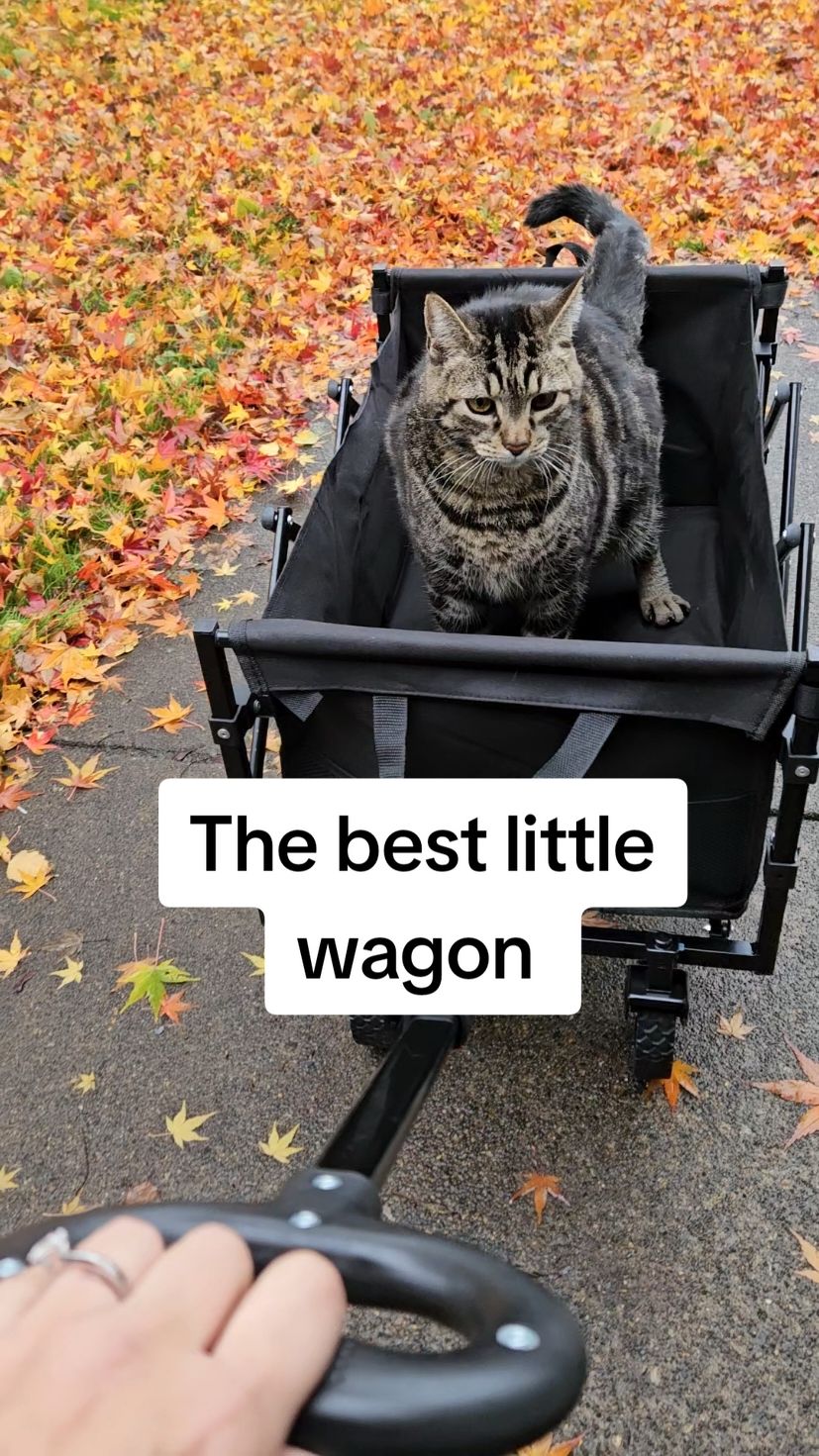 Replying to @robindlong i love this wagon! I use it to carry my groceries from my car or sometimes take my cat on little walk 🤣 #wagon #wagonstoller #wagons #giftideas #TikTokShopBlackFriday #TikTokShopCyberMonday #TikTokShopHolidayHaul  #blackfridaydeals  #foldablewagon #wagoncart 