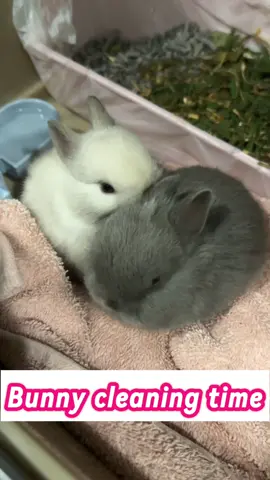 They love to take care of each other 💕 #bunny #rabbit #netherlanddwarf 