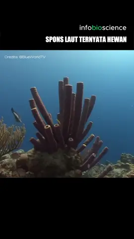 Spons laut ternyata adalah hewan #infobioscience #hewanlaut
