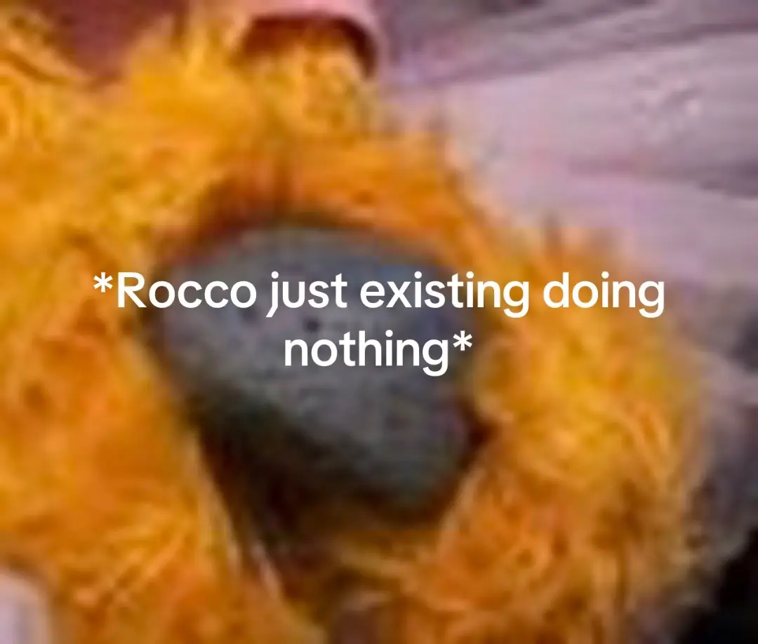 Bro always hated rocco #elmosworld #elmo #sesamestreet #fyp #funny #rocco