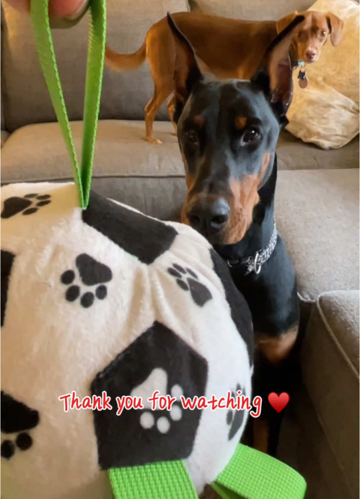 This toy is amazing! It will make a great gift for you and your dog 🎁 #dogtoy #interactivedogtoy #dogball #tiktokshopblackfriday #dogsoftiktok #doberman #TikTokShop #capcut 