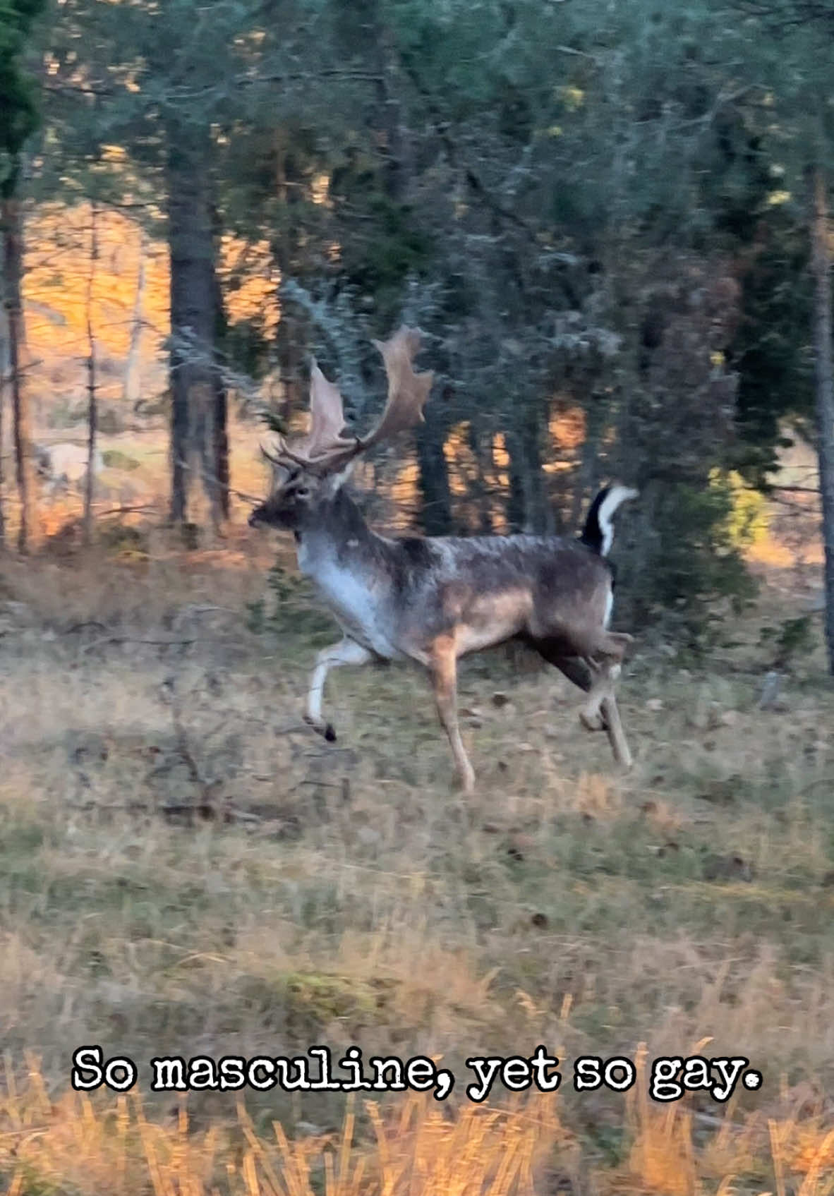 Can’t unsee the gay in each deer. #hunt #jakt #gay #homo #deer 