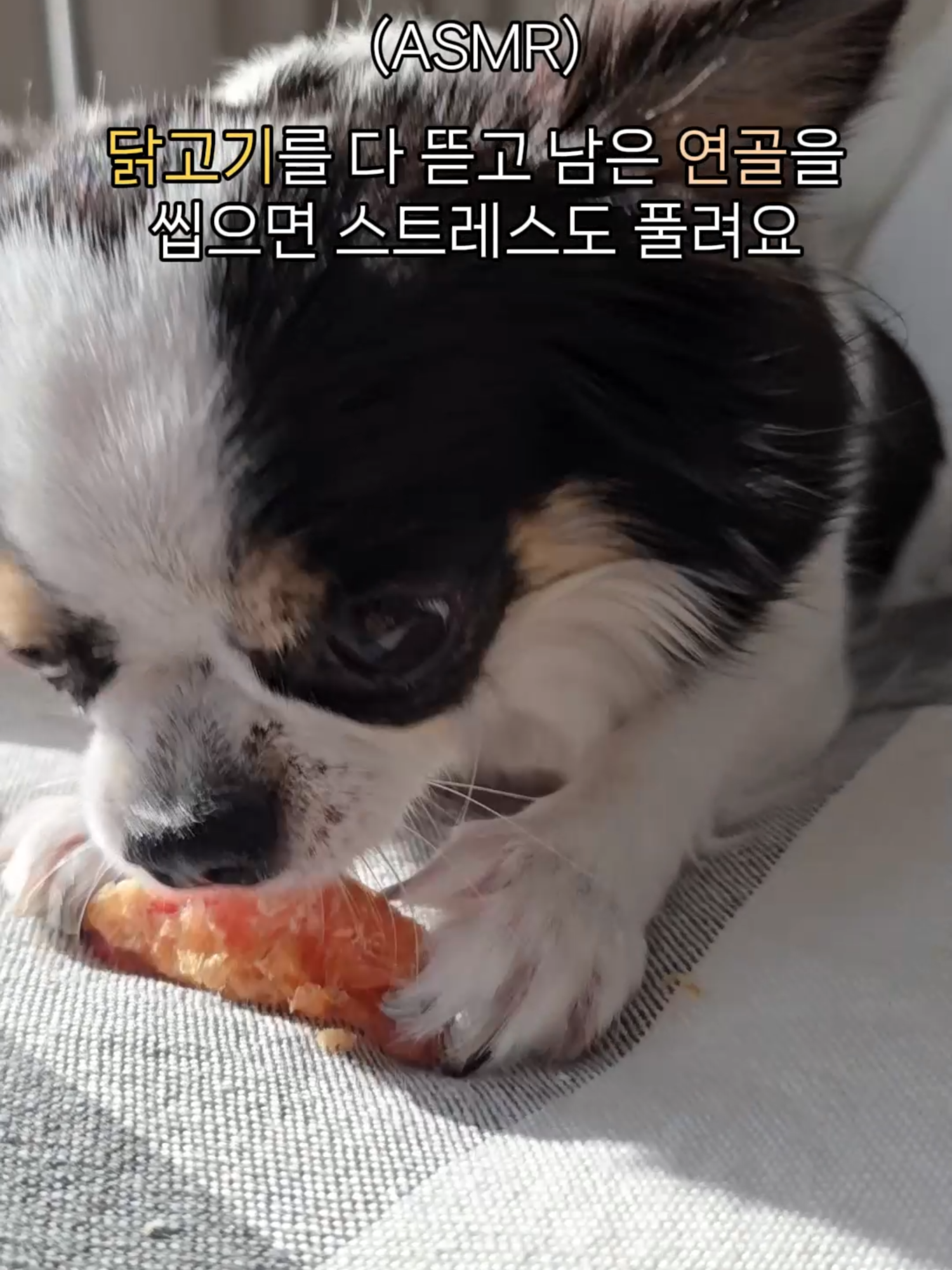 (ASMR) 너무 맛있개